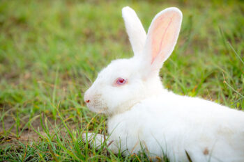 Satin Rabbit: Info, Care, Diet, Pictures & More | Hepper Pet Resources