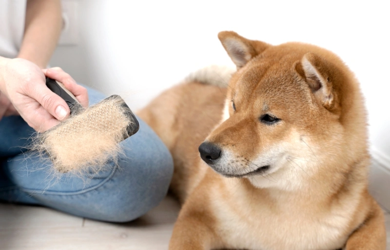 woman brushing fur hair of a shiba inu dog