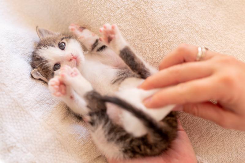 woman wiping kittens bum