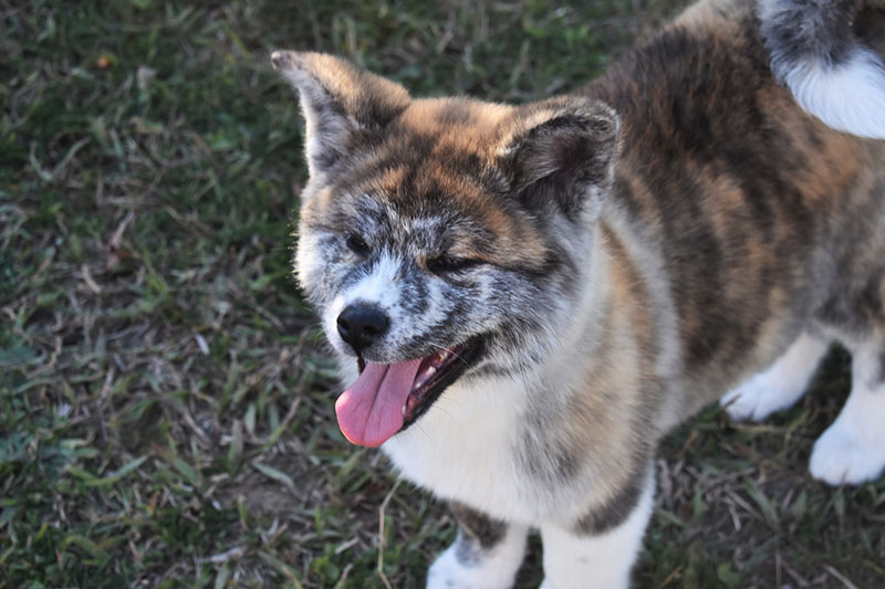 young akita inu