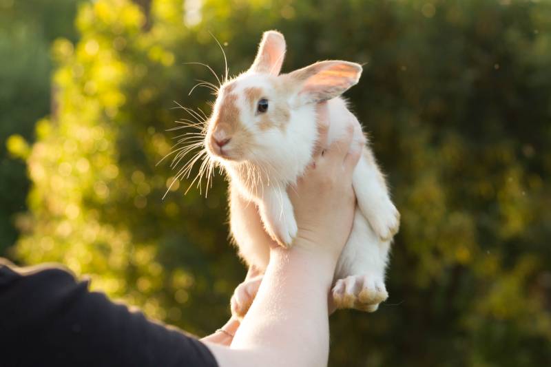 young male gotland rabbit being held up in the air