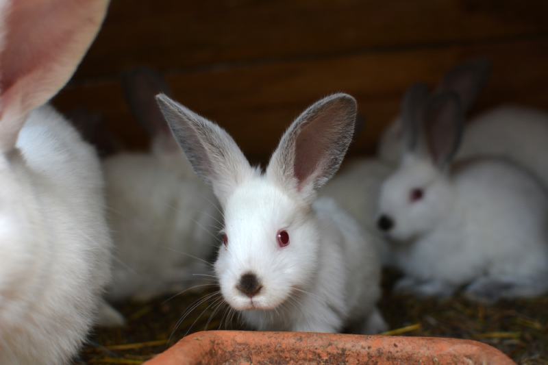 young rabbits of the Californian breed
