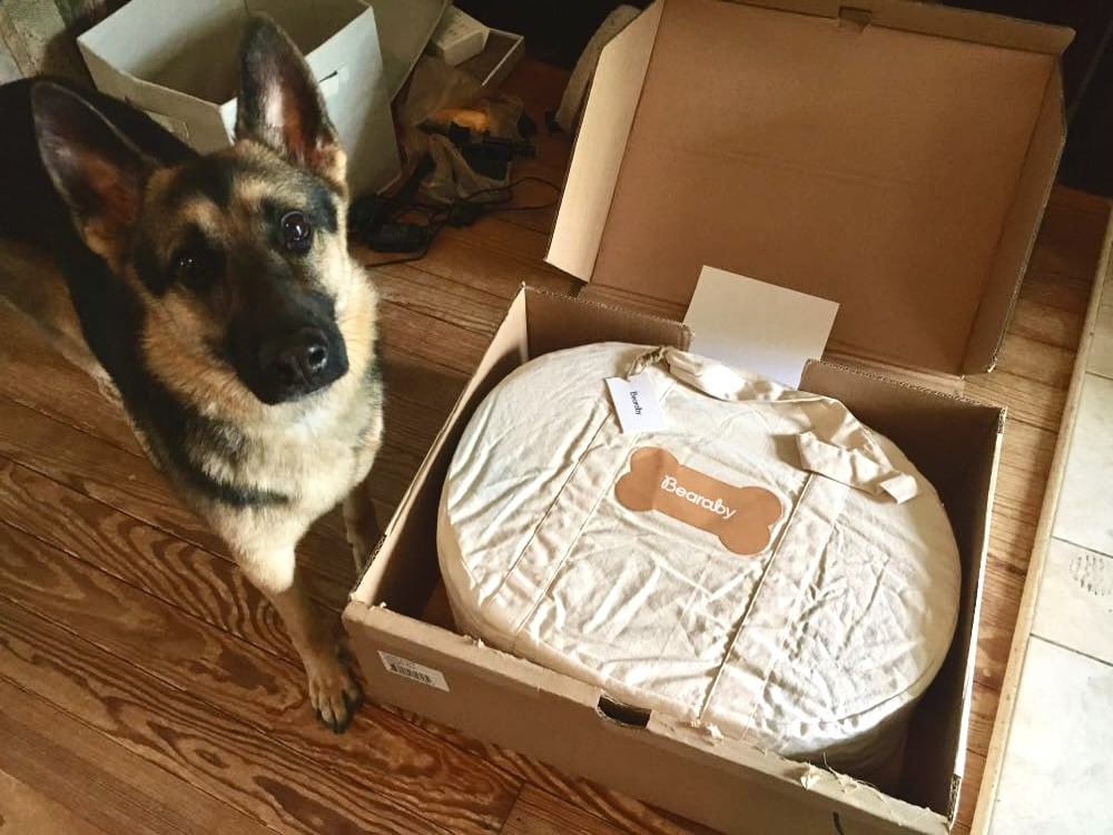 German Shepherd with Bearaby bed box