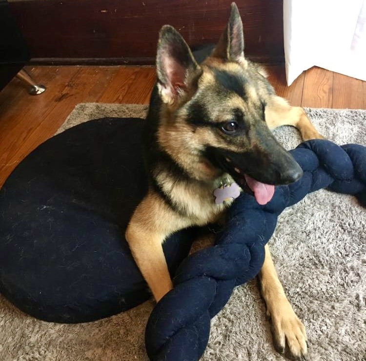 German Shepherd with Bearaby bed cuddling