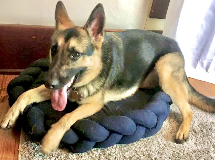 German Shepherd on Bearaby bed
