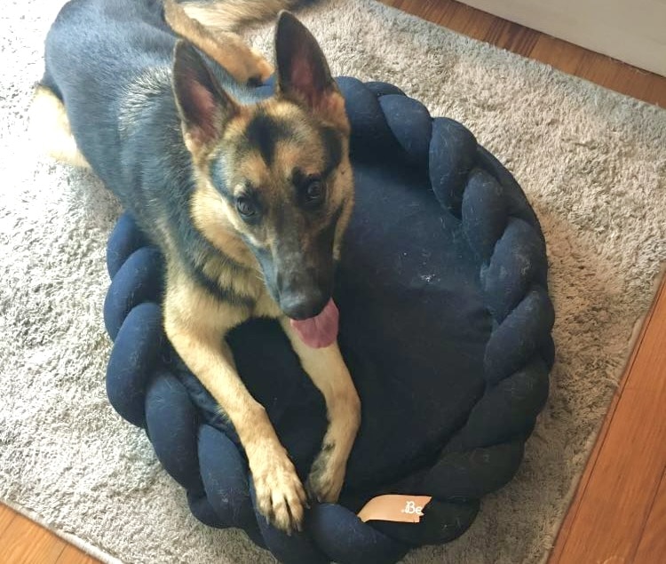 German Shepherd on Bearaby bed 