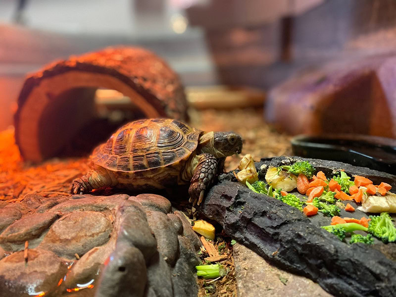 How To Take Care Of A Baby Turtle 11 Essential Tips Hepper Pet Resources
