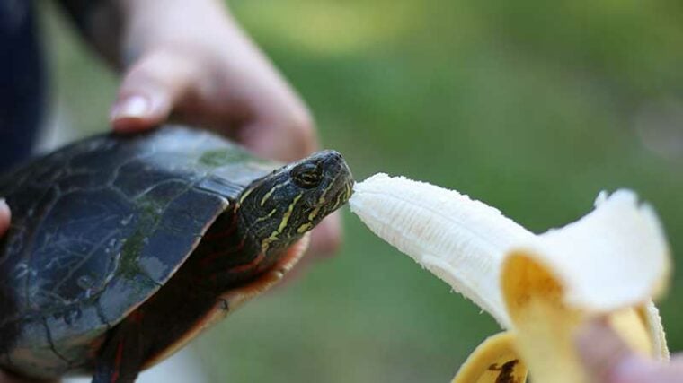 Can Turtles Eat Fruit? 12 Vet-Reviewed Nutritious Options | Hepper Pet ... - Nutritional Value Of Banana For Turtles