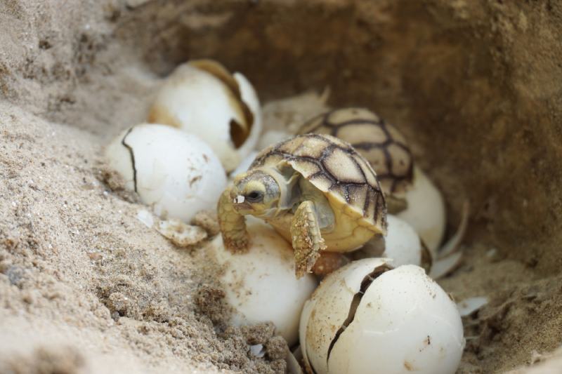 Africa spurred tortoise being born or Hatching from Egg