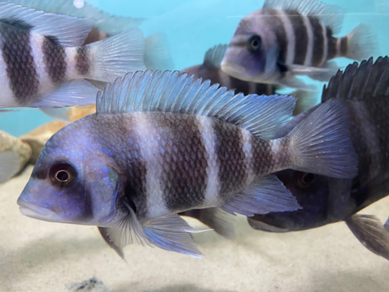 African cichlids in a fish tank