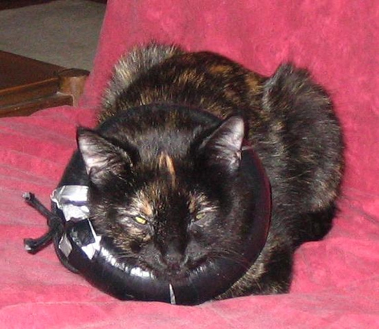 Alternative to the Elizabethan Collar
