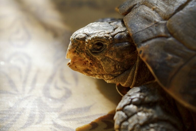 Do tortoises hibernate our vet explains with tips hepper pet resources