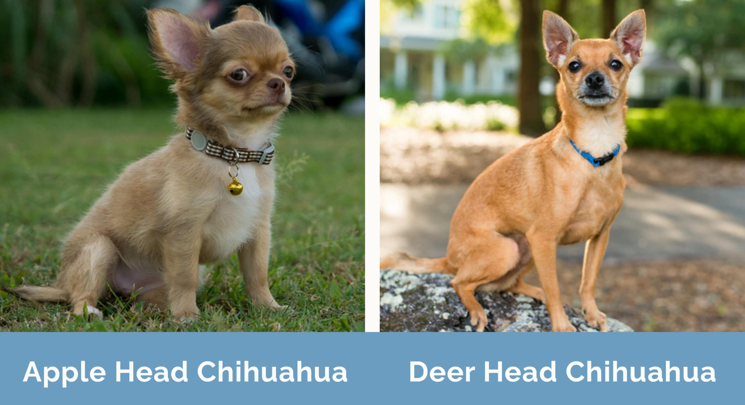 Apple Head vs Deer Head Chihuahua side by side