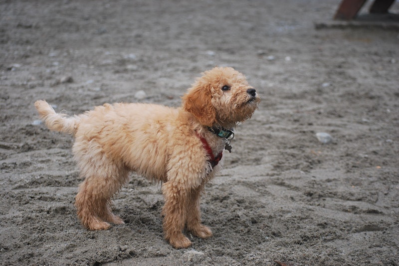 Apricot Goldendoodle running in the dirt