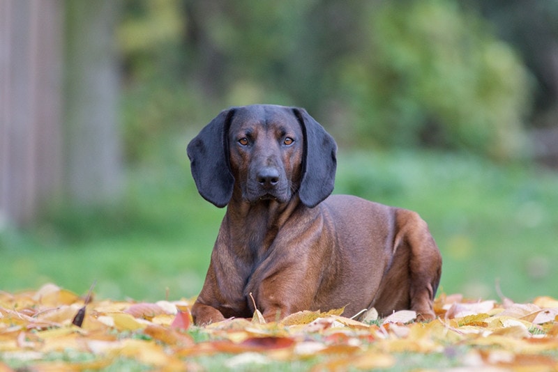 Bavarian Mountain Scent Hound