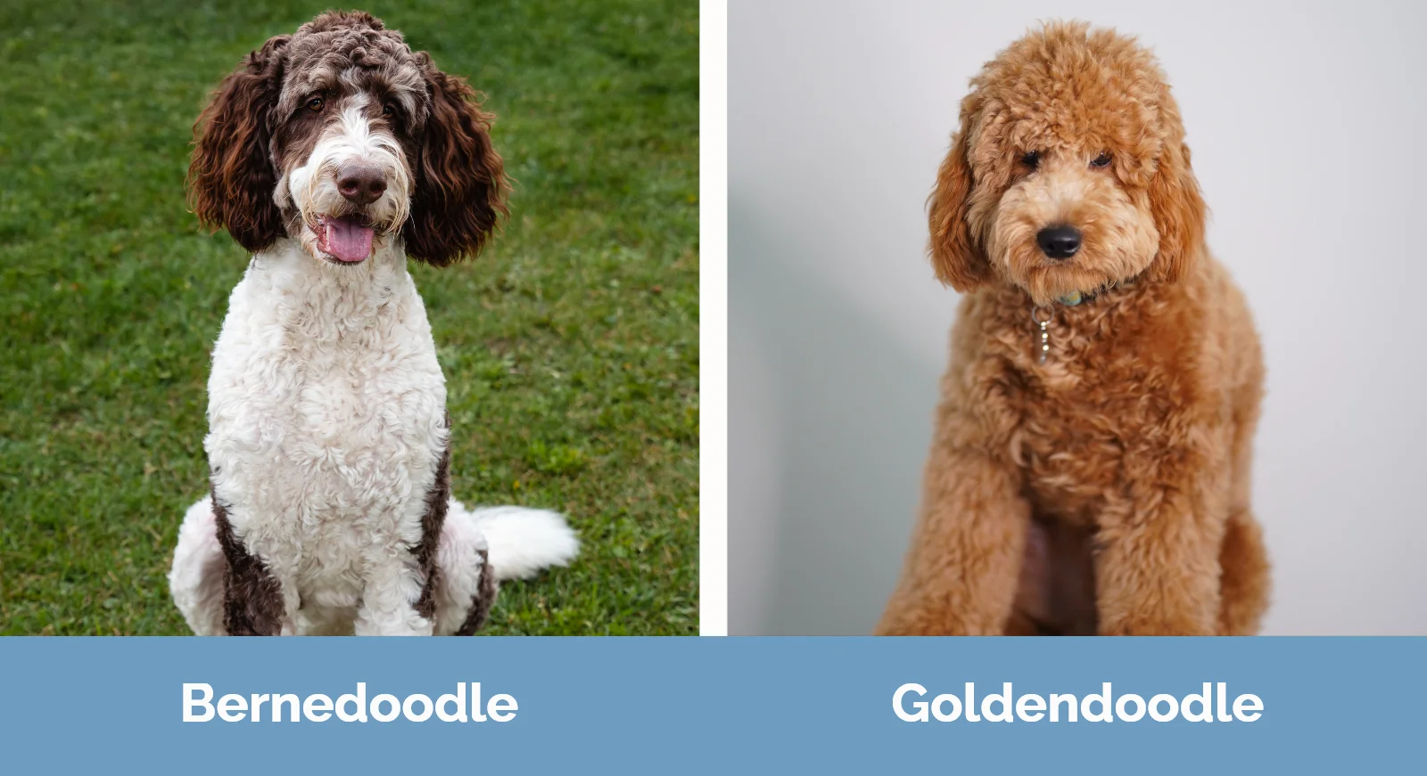 Bernedoodle vs Goldendoodle - Visual Differences