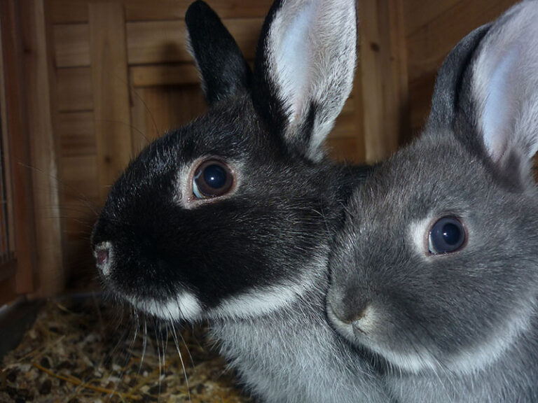 Other Rabbits Are Rabbits Hypoallergenic? Vet-Approved Causes, Symptoms & Signs ...