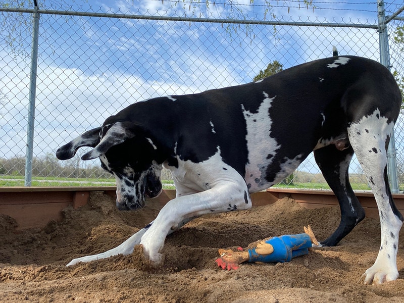 Black and white Great Dane dog with happy expression on face is digging and playing