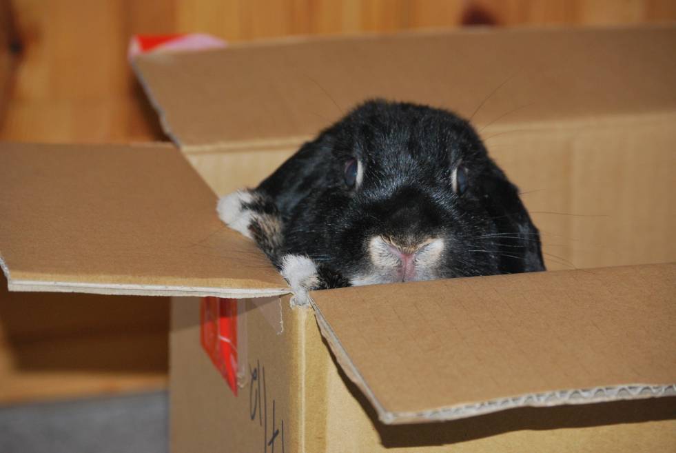 Black and white mini lop rabbit looking out of a box