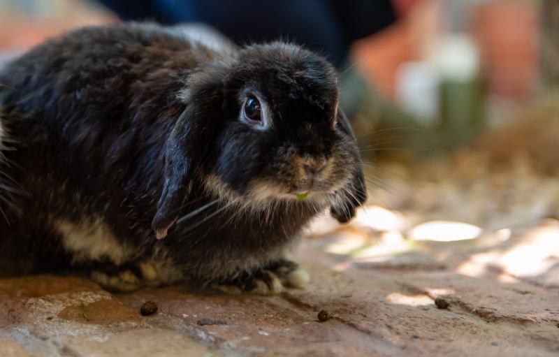 Black holland lop rabbit eating vegetable on the floor