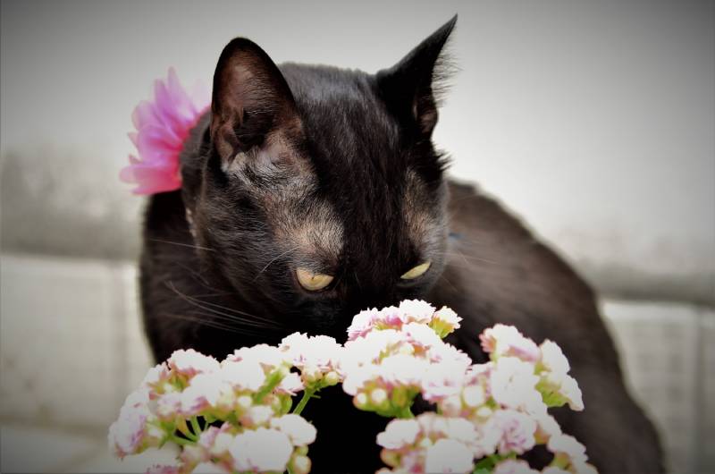 Black kitten smelling flower in the yard