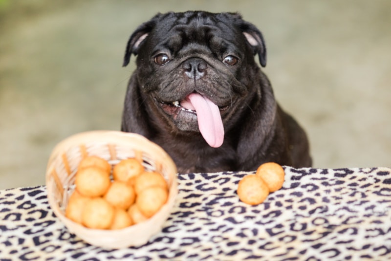 Black pug eating sweet potato balls