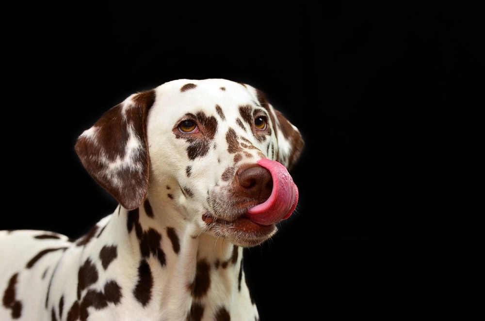 Brown (Liver Spotted) Dalmatian face close-up licking