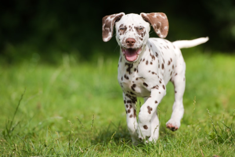 Brown dalmatian puppy running in the grass