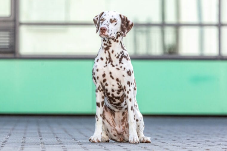 10 Dalmatian Colors: Exploring the Surprising Variety | Hepper Pet ...