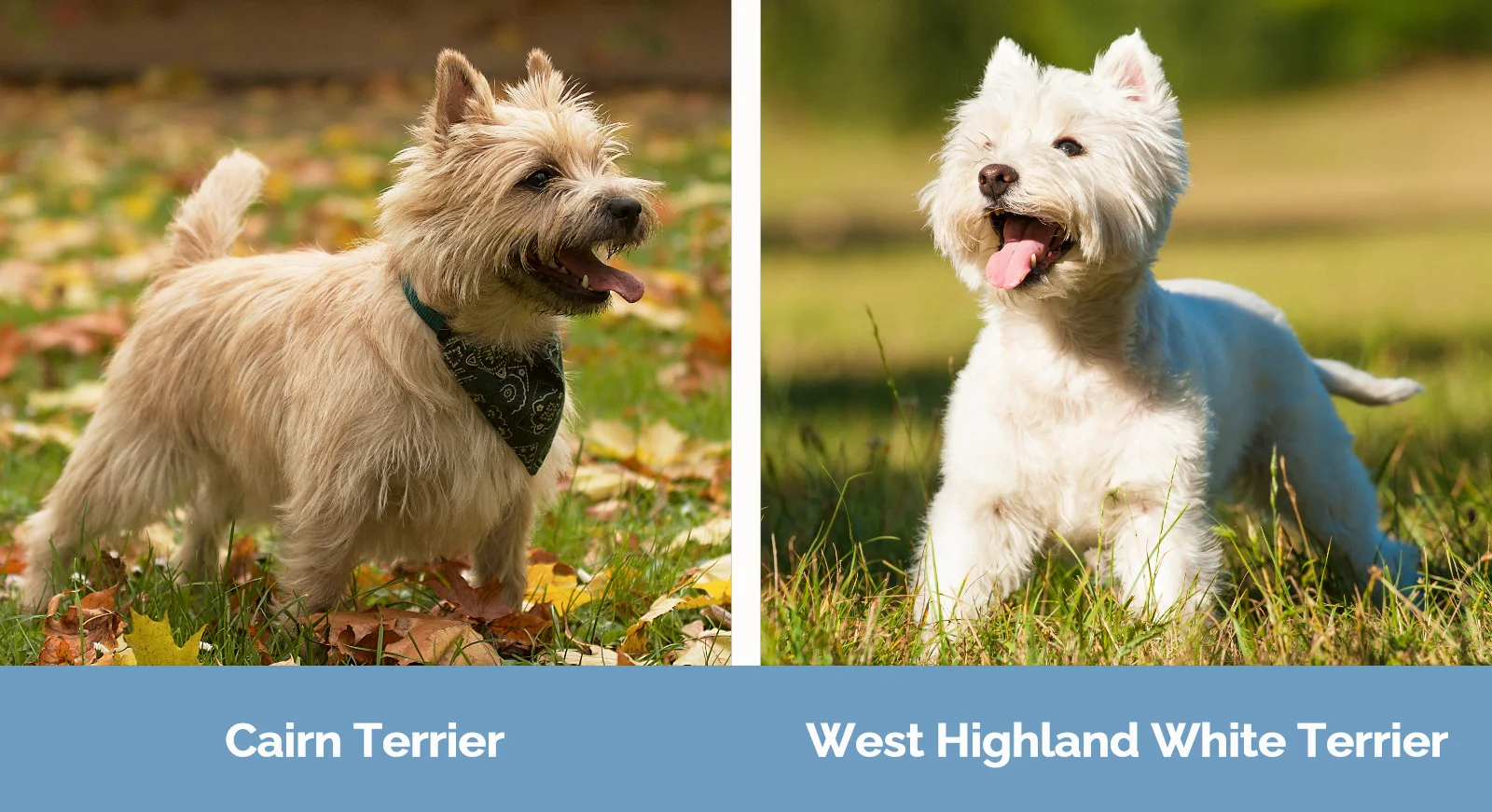 Cairn Terrier vs Westie - Visual Differences