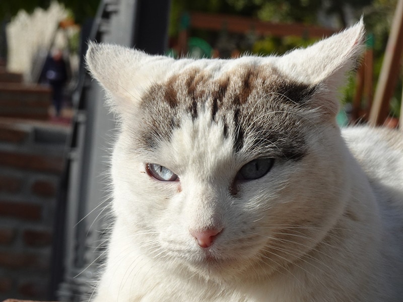 Cat Airplane Ears