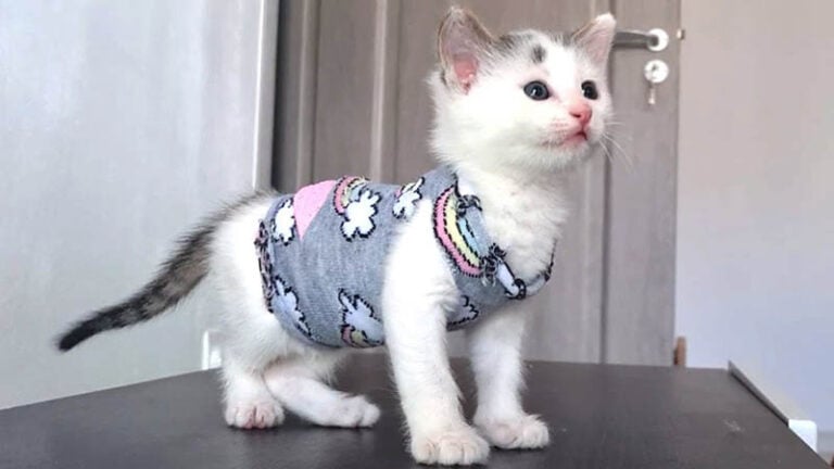 15 DIY Cat Clothes - Plans & Patterns You Can Make Today (With Pictures ...