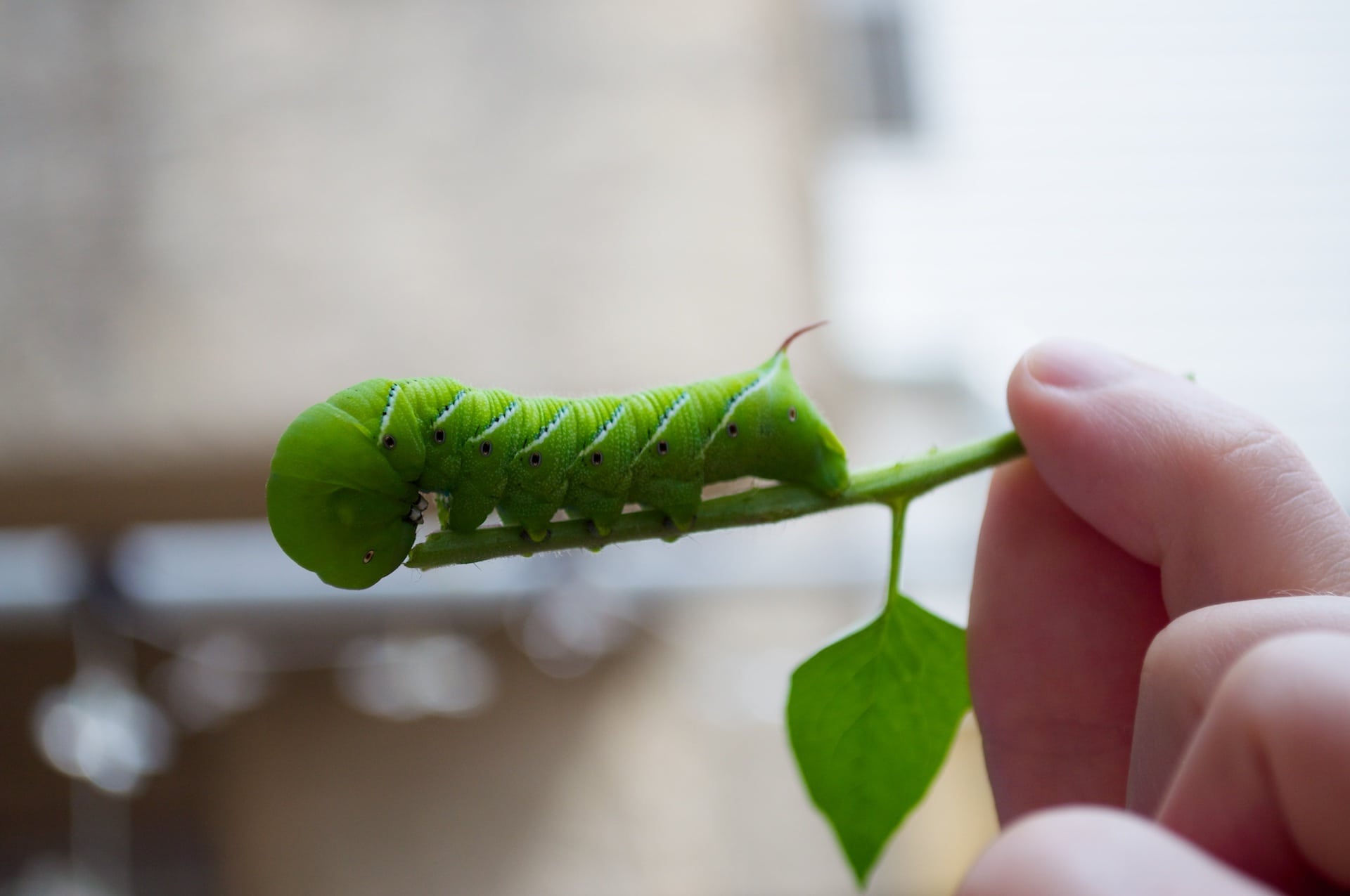 Caterpillar