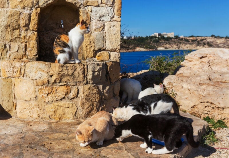 Cats-in-Cyprus-Galyna-Andrushko-Shutterstock