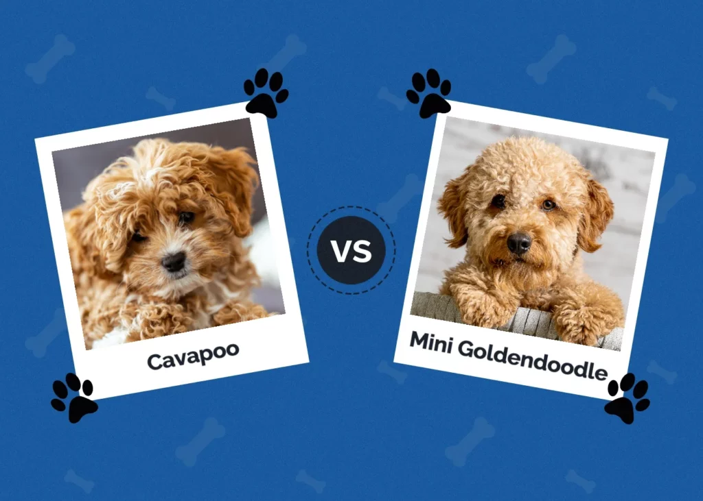 Cavapoo vs Mini Goldendoodle - Featured Image
