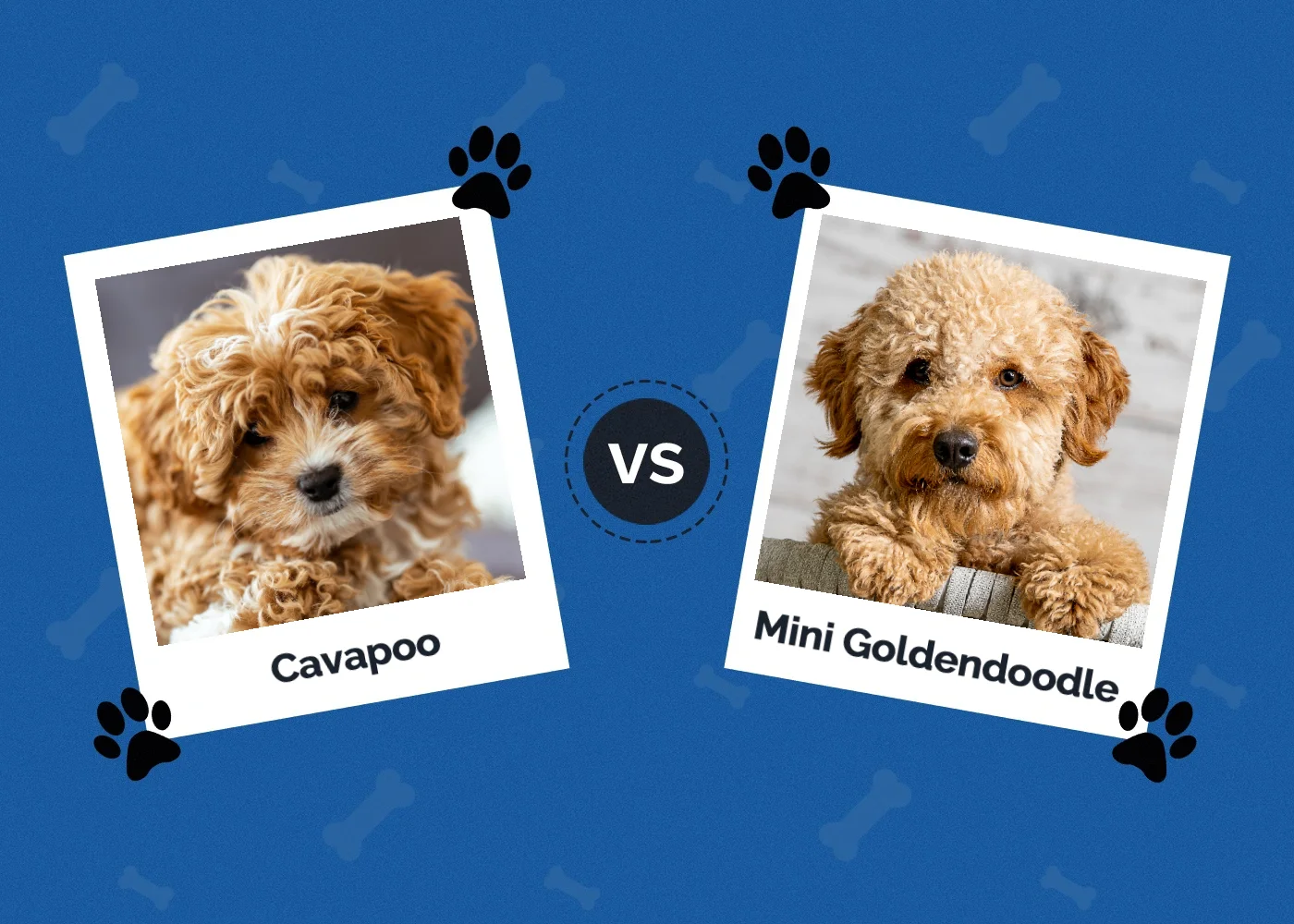 Cavapoo vs Mini Goldendoodle - Featured Image