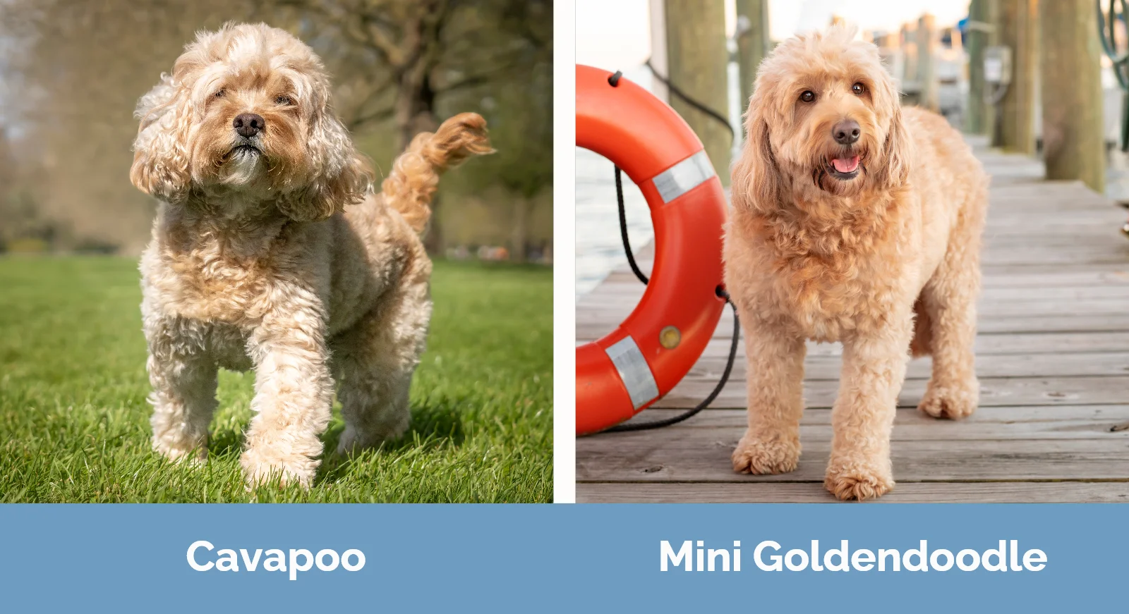 Cavapoo vs Mini Goldendoodle - Visual Differences