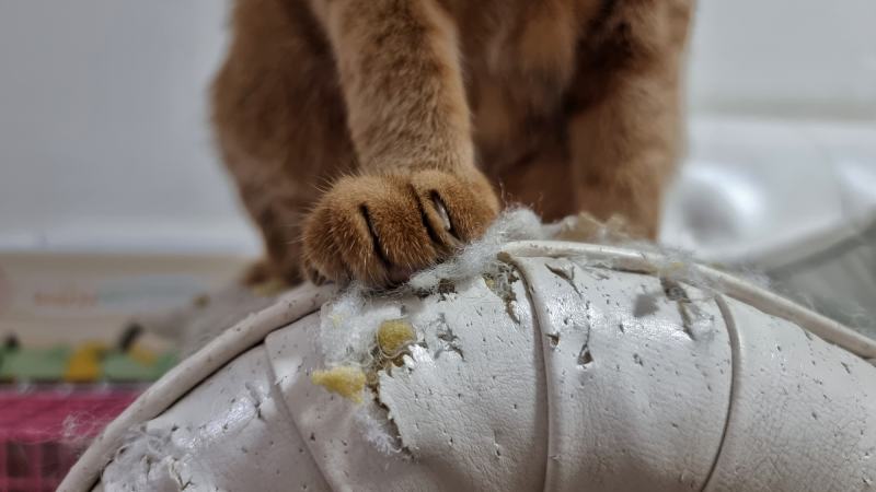 Close up cat paw on scratched damaged leather sofa