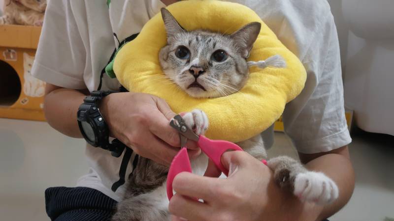 Close up cat's face when owner use pink clippers for clip cat's nails