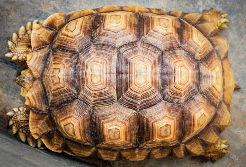 Close up of beautiful tortoise shell top view armature turtle old broke real texture background