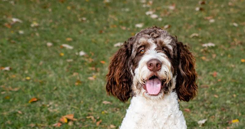 Close up of the face of brown and white bernedoodle dog outdoors