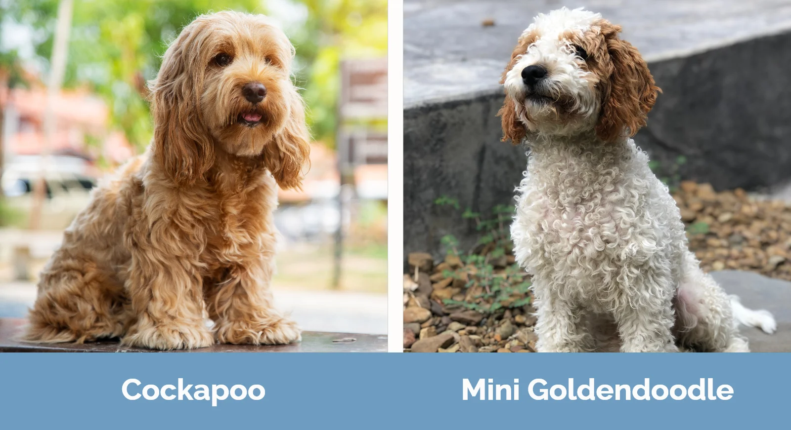 Cockapoo vs Mini Goldendoodle - Visual Differences