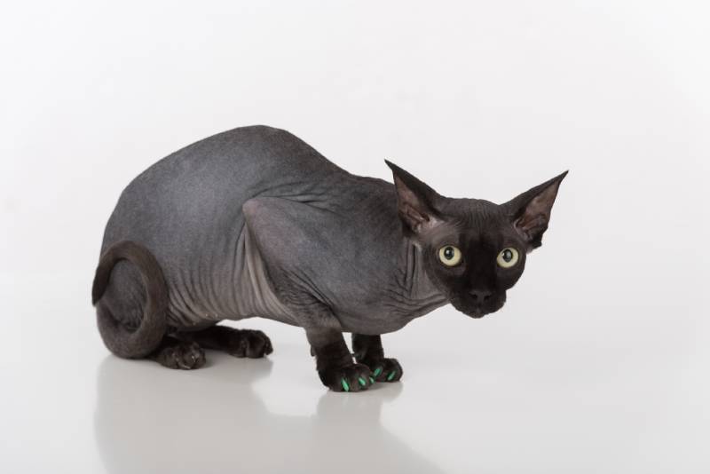 Curious and Scared Black Sphynx Cat with green nails