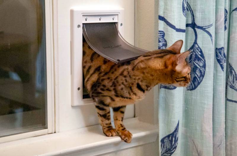 DIY Cat Door Insert for a Horizontal Sliding Window