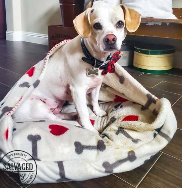 DIY DOG BED WITH BLANKET BURROW