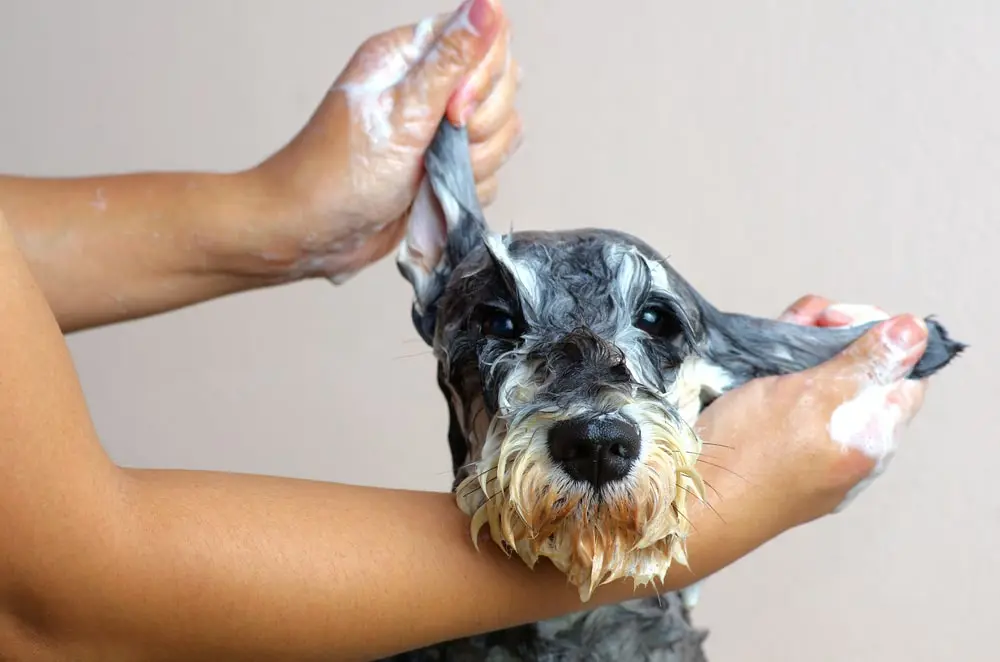 DIY Oatmeal Dog Shampoo