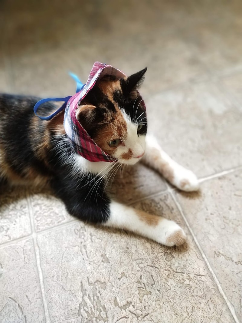 DIY Soft Pet Cone