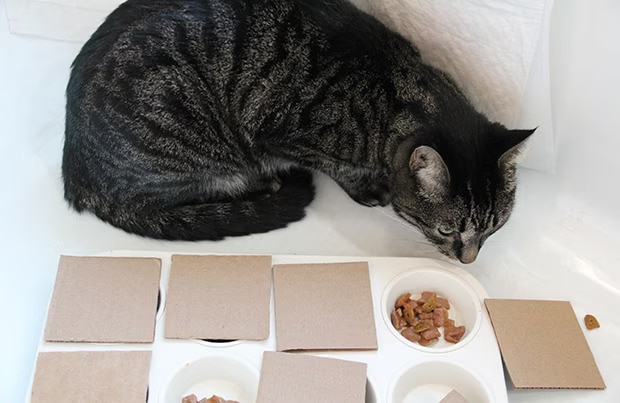 DIY Tic Tac Toe Puzzle Feeder
