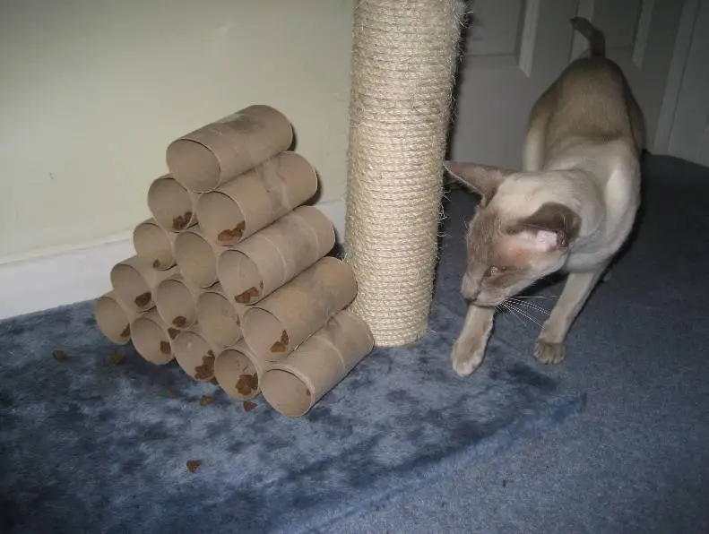 DIY Toilet Roll Pyramid Interactive Feeder