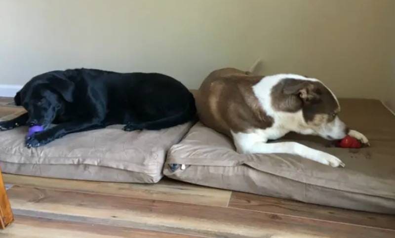 DIY XL Orthopedic Dog Beds